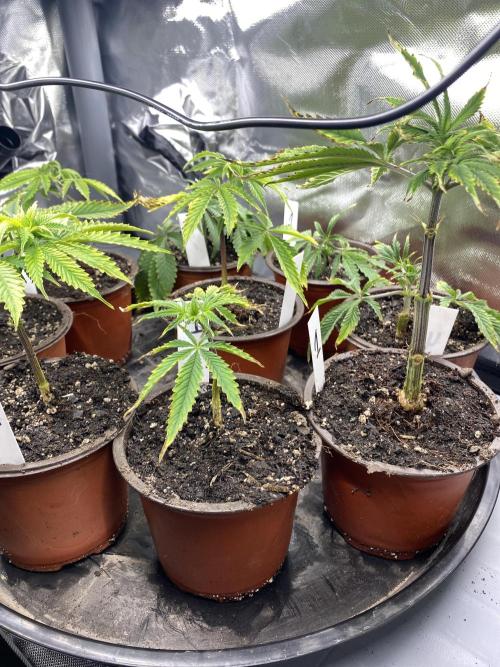 Blueberry. Week 9