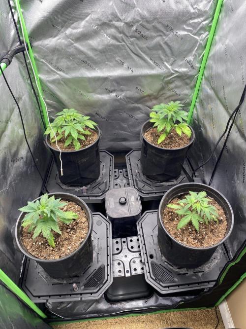 NS5 x Willie Nelson x Wilson. Week 4