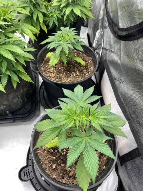 NS5 x Willie Nelson x Wilson. Week 4