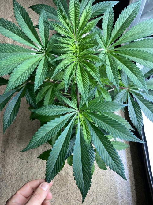 NS5 x Willie Nelson x Wilson. Week 7
