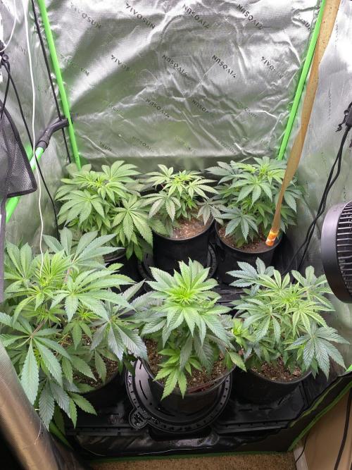 NS5 x Willie Nelson x Wilson. Week 7