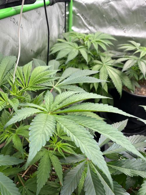NS5 x Willie Nelson x Wilson. Week 7