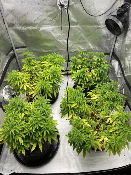 Blueberry. Week 10