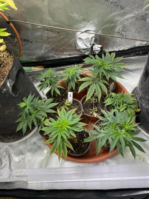 Blueberry. Week 10