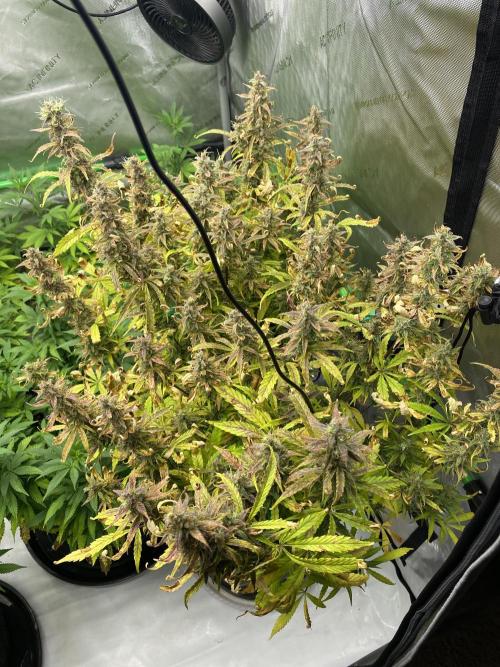 Black Rainbow Autoflower. Week 14