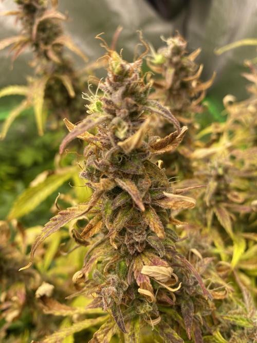 Black Rainbow Autoflower. Week 14
