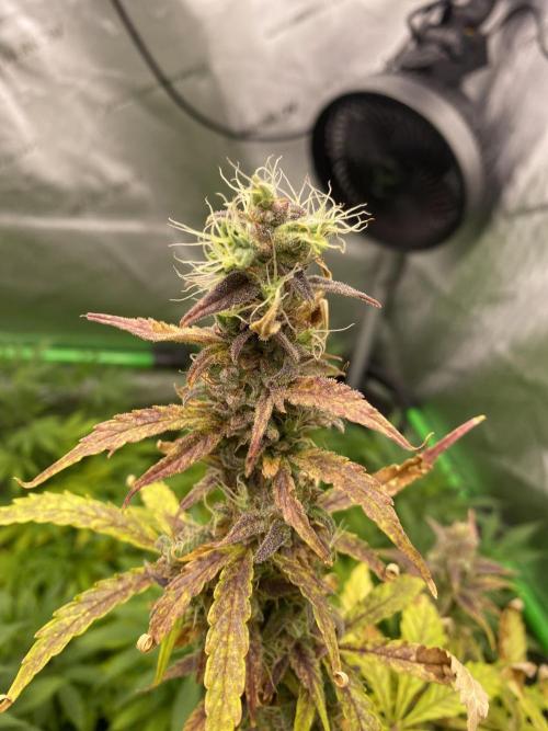 Black Rainbow Autoflower. Week 14