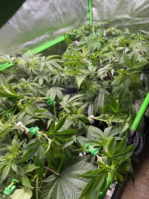 NS5 x Willie Nelson x Wilson. Week 8
