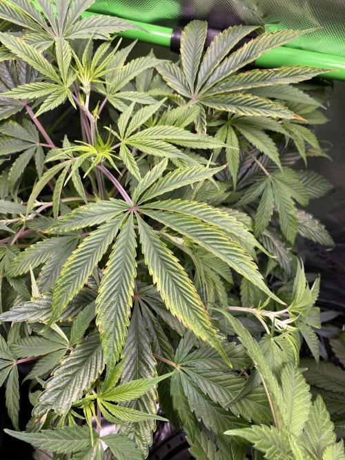 NS5 x Willie Nelson x Wilson. Week 8