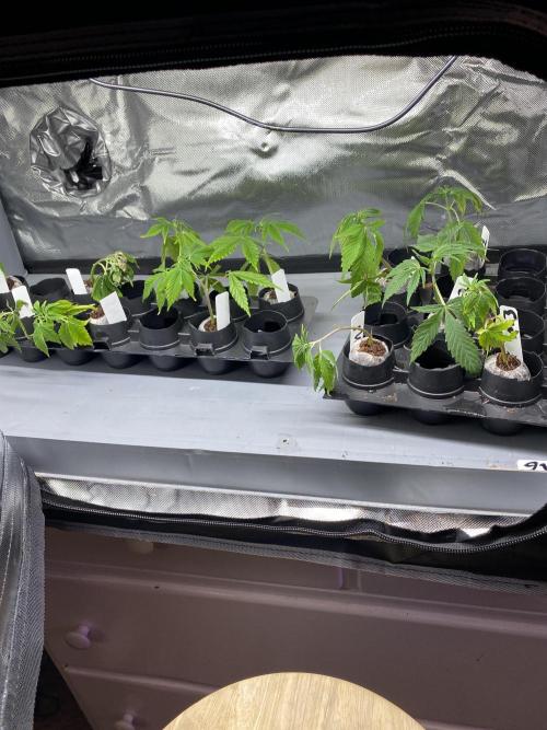 NS5 x Willie Nelson x Wilson. Week 8