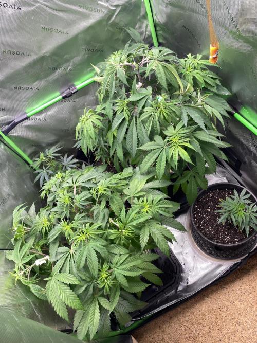 NS5 x Willie Nelson x Wilson. Week 8