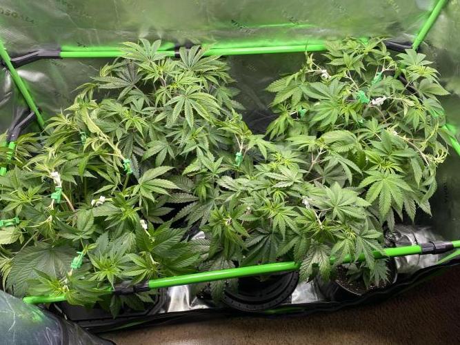 NS5 x Willie Nelson x Wilson. Week 8