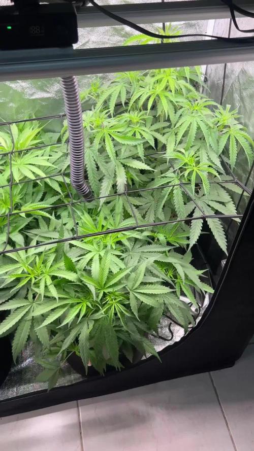 primer cultivo