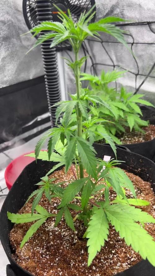 primer cultivo