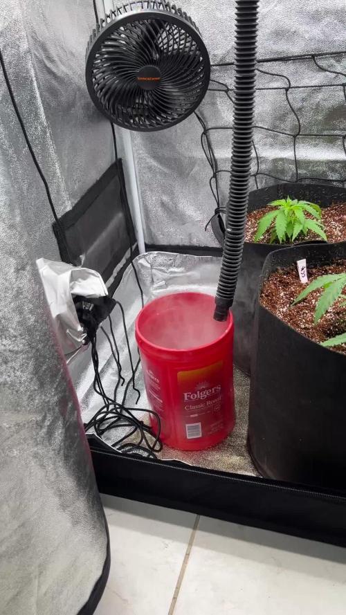 primer cultivo
