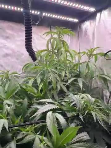 primer cultivo