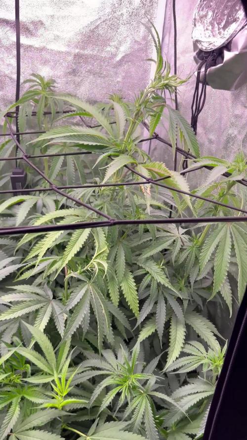 primer cultivo