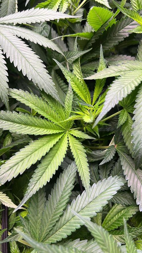 primer cultivo. Week 7 - comensaron q salir las flores 