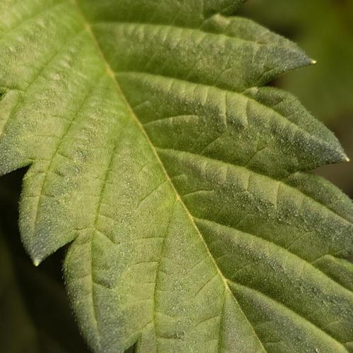 Positronics Seeds Test +1. Week 5 - PC