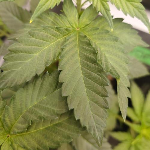 Positronics Seeds Test +1. Week 5 - PC