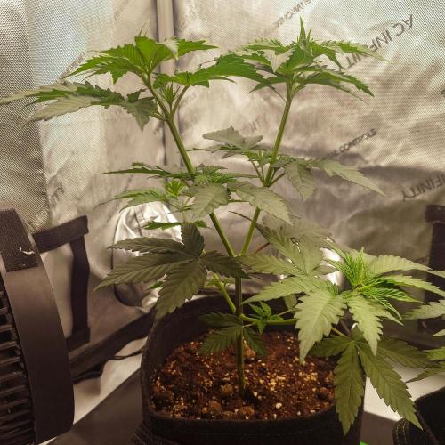 Positronics Seeds Test +1. Week 5 - PC