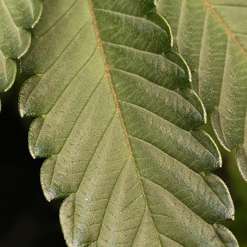 Positronics Seeds Test +1. Week 5 - OC