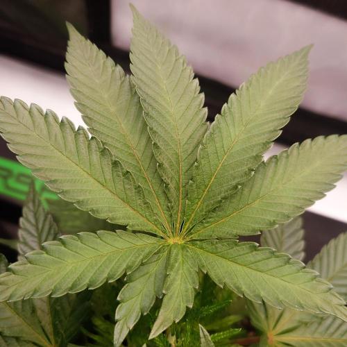 Positronics Seeds Test +1. Week 5 - OC