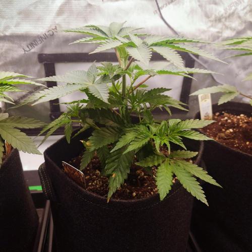 Positronics Seeds Test +1. Week 5 - OC