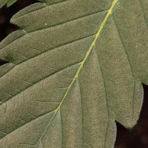 Positronics Seeds Test +1. Week 5 - Blue Zushi