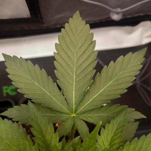 Positronics Seeds Test +1. Week 5 - BZ