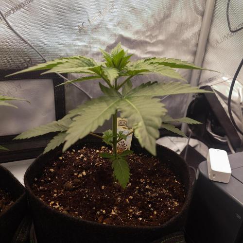 Positronics Seeds Test +1. Week 5 - BZ