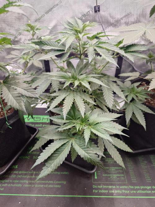 Positronics Seeds Test +1. Week 6 - Ocean Spray