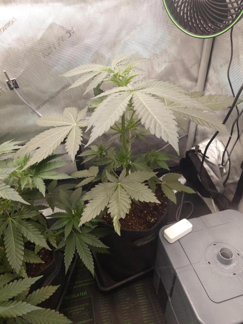 Positronics Seeds Test +1. Week 6 - Blue Zushi