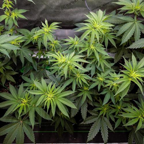 Positronics Seeds Test +1. Week 8 - Ocean Spray