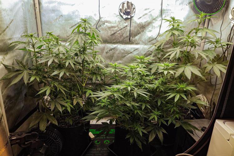 Positronics Seeds Test +1. Week 9 - Before