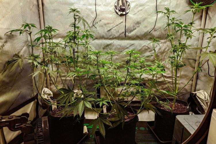 Positronics Seeds Test +1. Week 9 - After