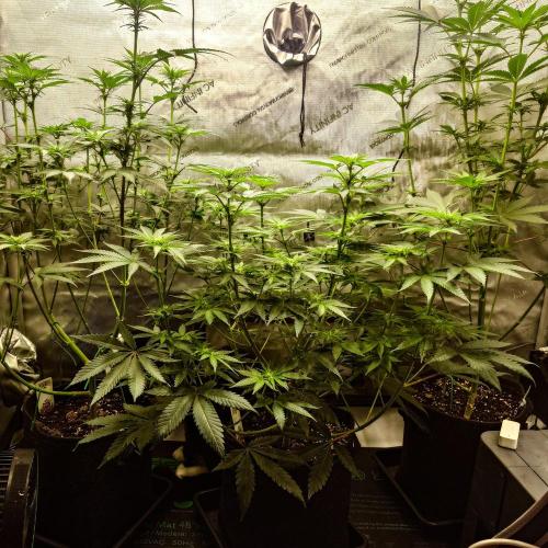 Positronics Seeds Test +1. Week 10 - All