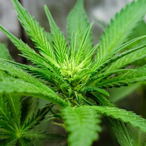 Positronics Seeds Test +1. Week 10 - Purple Cherry