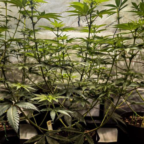 Positronics Seeds Test +1. Week 10 - Ocean Spray