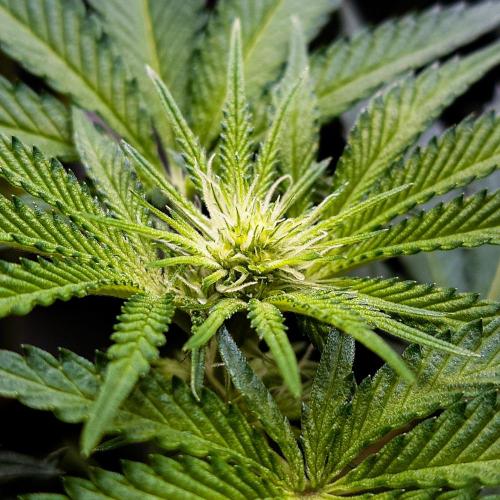 Positronics Seeds Test +1. Week 10 - Ocean Spray