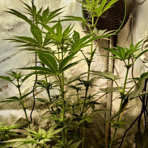 Positronics Seeds Test +1. Week 10 - Blue Zushi