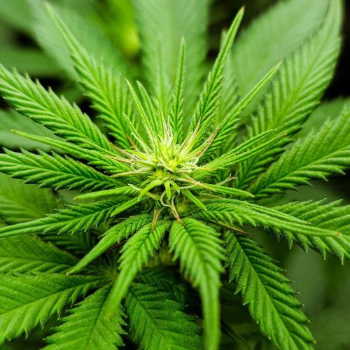 Positronics Seeds Test +1. Week 10 - Blue Zushi