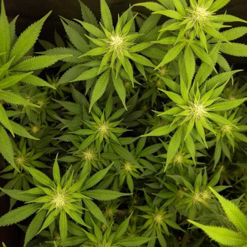 Positronics Seeds Test +1. Week 11 - Purple Cherry