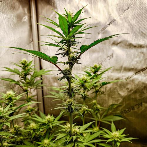Positronics Seeds Test +1. Week 11 - Purple Cherry