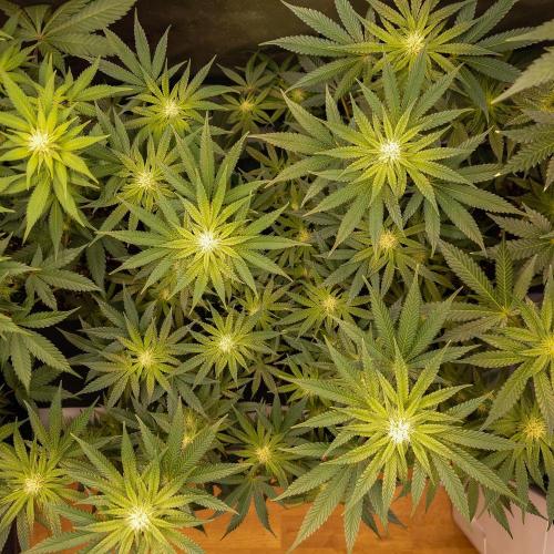 Positronics Seeds Test +1. Week 11 - Ocean Spray