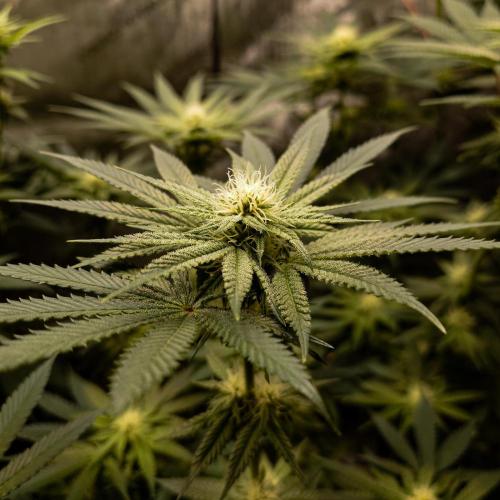 Positronics Seeds Test +1. Week 11 - Ocean Spray