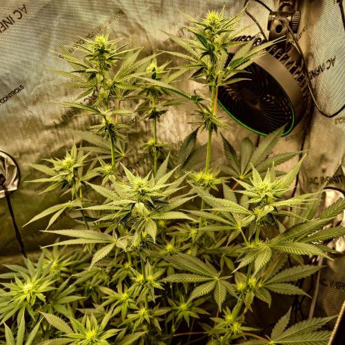 Positronics Seeds Test +1. Week 11 - Blue Zushi