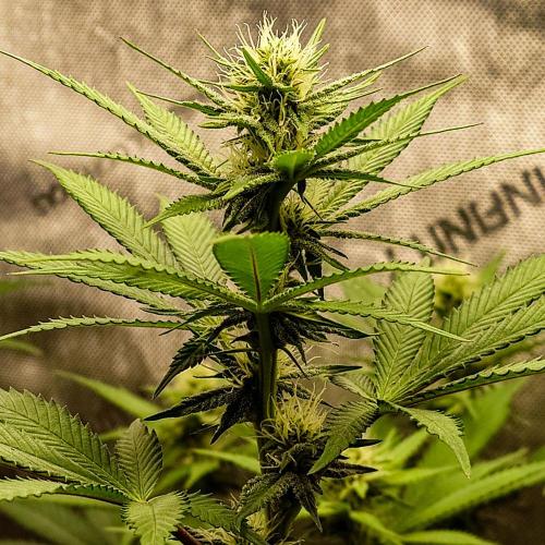 Positronics Seeds Test +1. Week 11 - Blue Zushi