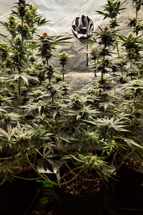 Positronics Seeds Test +1. Week 13 - All