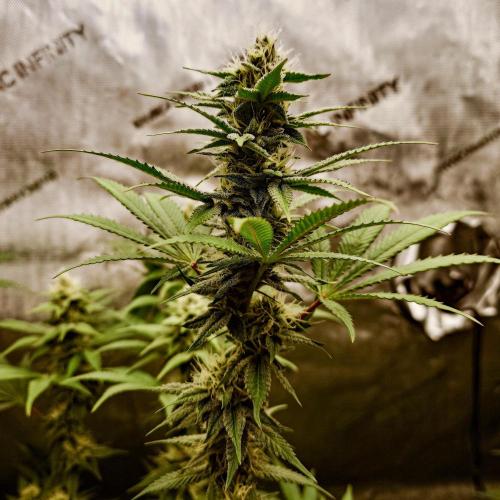 Positronics Seeds Test +1. Week 13 - Purple Cherry